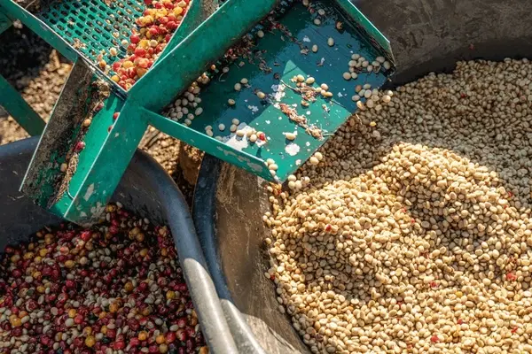 Coffee processing at Transmara facility